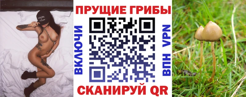 Псилоцибиновые грибы Cubensis  закладка  мориарти клад  Снежинск 